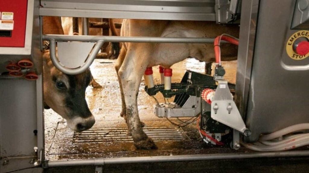 Ordeño robotizado en acción: tecnología que asegura bienestar animal y precisión en la producción de leche.